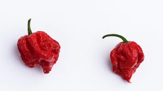 Carolina Reaper