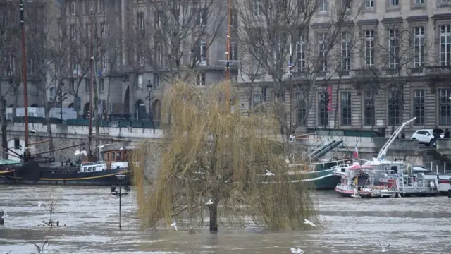 Дерево на острове Сите