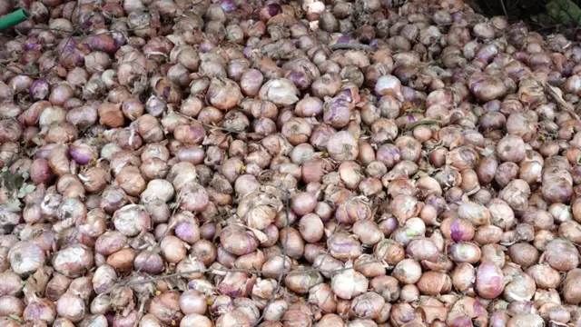 प्रतीक्षाच्या घरासमोर साठवलेला कांदा सडलेला आहे.