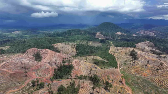 Deforetasi terjadi di Kabupaten Berau, Kalimantan Timur, sebesar 19.183 hektare.