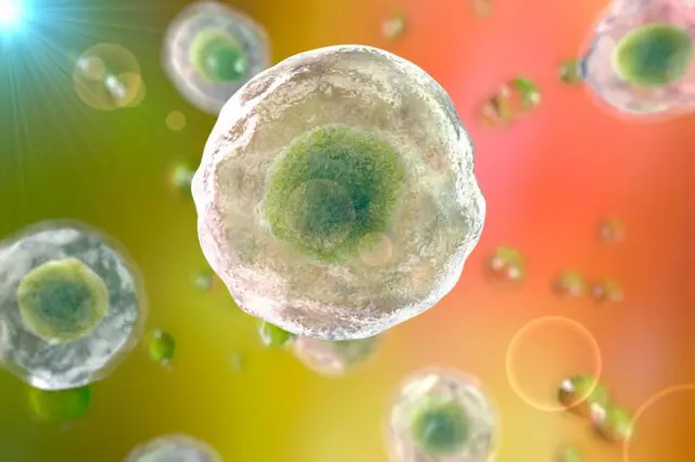 ਮਨੁੱਖੀ ਸੈੱਲ