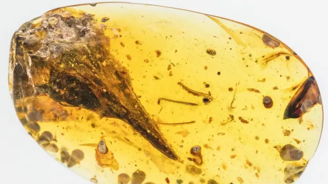 El fósil en ámbar