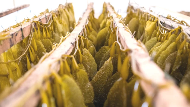 جلبک پودر شده که در طیفی از مکمل ها پیدا می شود