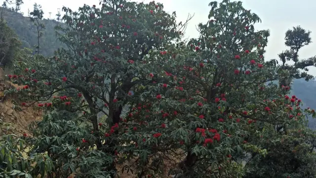 गुराँसेको वन