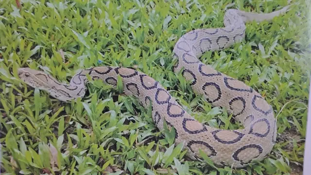 রাসেলস ভাইপার