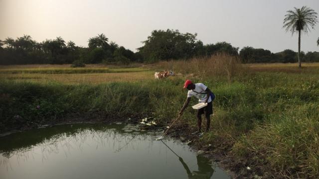 Islander Ansulmani collecting mosquito larvae using the dipping method