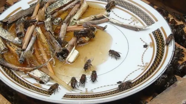"කසාය බොන" මී මැස්සන්