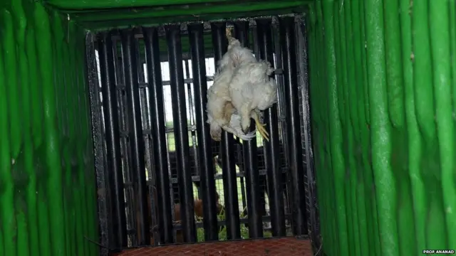 చెరకుతోటల్లో చిరుత పులులు