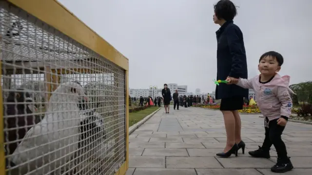A child looks at a box of doves used for wedding photo shoots at a park in Pyongyang on April 18, 2019