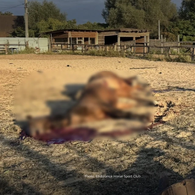 Размытая фигура погибшей лошади на фоне конюшни