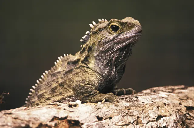 Tuatara sürüngeni