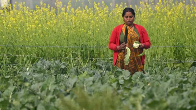 ਸੰਕੇਤਕ ਤਸਵੀਰ