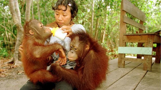 Melacak Para Pemburu Orangutan Di Kalimantan Bbc News Indonesia