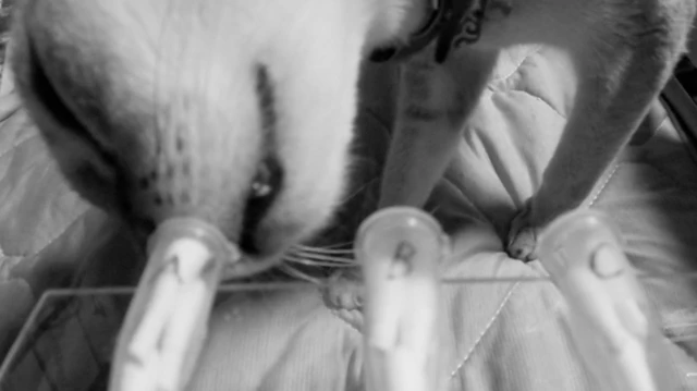 Эксперимент