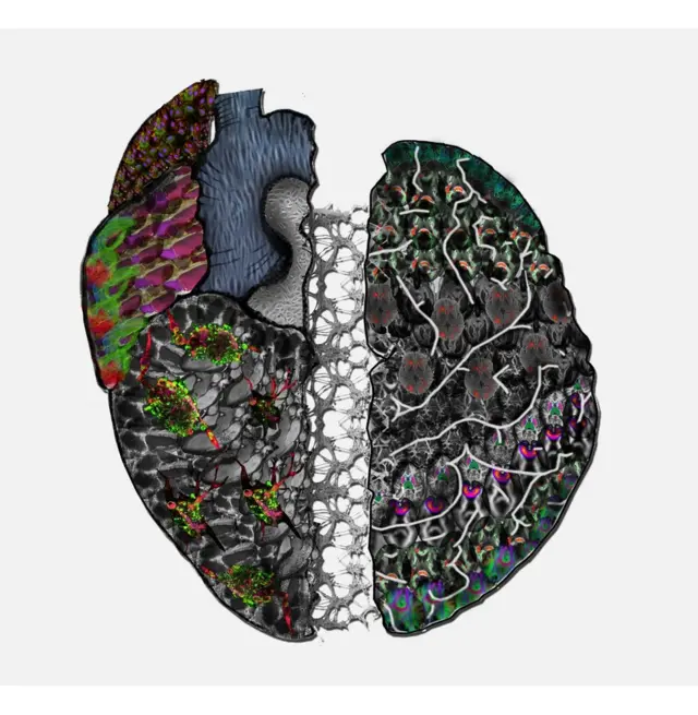 Сердце и ствол мозга