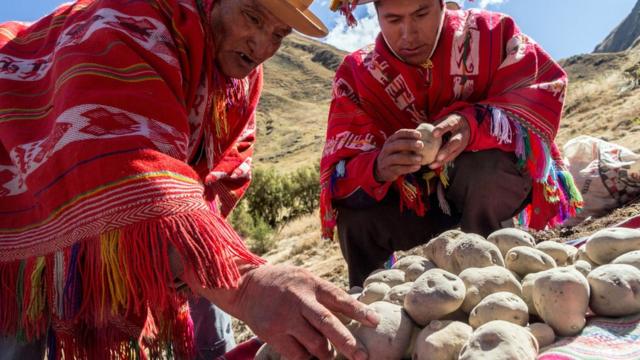 Peruanos agarrando chuño blanco