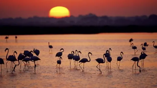 พื้นที่ชุ่มน้ำโดญานาในแคว้นอันดาลูเชียของสเปน ประสบปัญหาการผันน้ำไปใช้อย่างผิดกฏหมายมายาวนาน