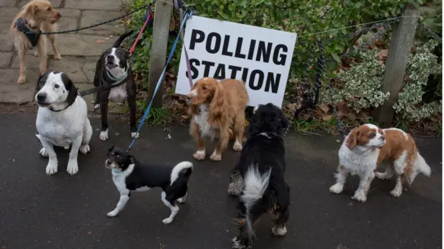 สุนัขรอเจ้าของหน้าคูหา