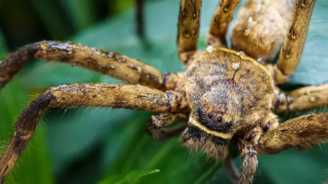 ఎటుచూసినా సాలెగూళ్లే