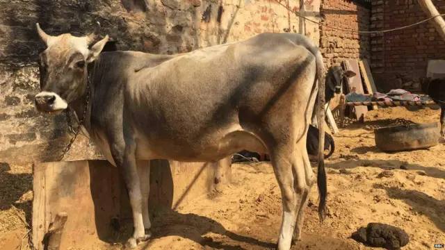 गाय