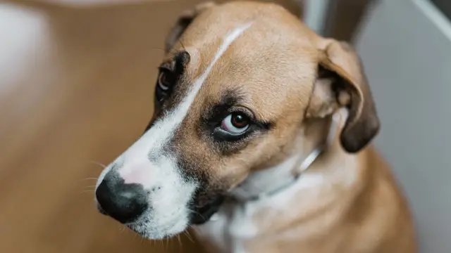 Анасы ұлының басын көріп, жыныстық қатынасқа қарсы тұра алмады Порно жүргізуші өз бастығын былғады