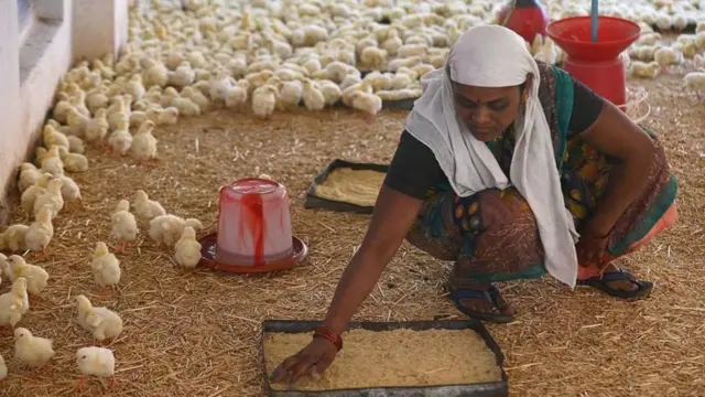 బర్డ్ ఫ్లూ