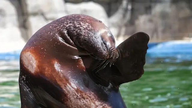 فک یا خوک دریایی