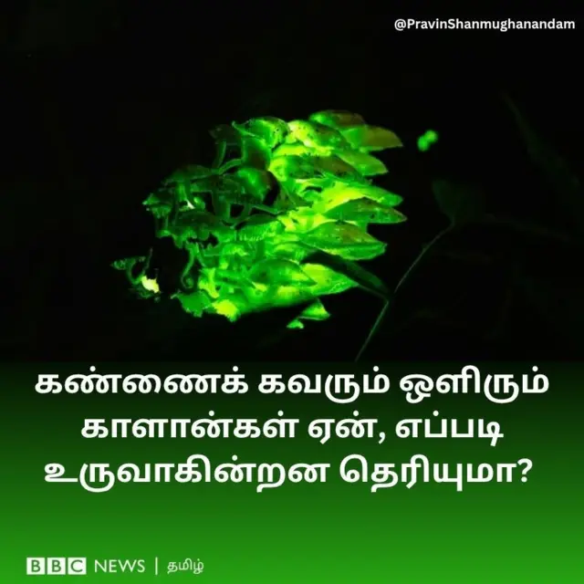 கண்ணைக் கவரும் ஒளிரும் காளான்கள் ஏன், எப்படி உருவாகின்றன தெரியுமா? ஆனைமலைக் காடுகள், ஒளிரும் காளான்கள்,