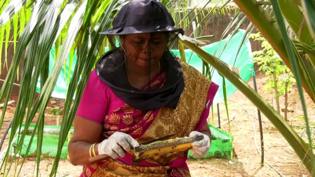 தேன் சேகரிப்பு