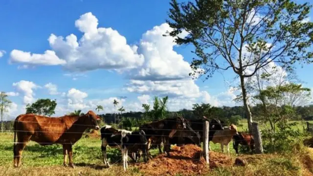বনভূমির পাশে পশুপালনের খামার হতে পারে নতুন রোগের উৎস