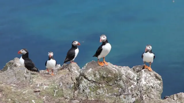 ప‌ఫిన్ ప‌క్షులు