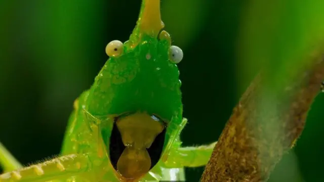 கோஸ்டா ரிக்காவில் கூம்பு தலை கிரிக்கெட்