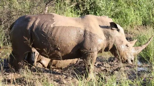 Т. Сарлыкбек уулу: Бул талаадагы жапайы жаныбарларын: крокодил, пил, буфала, арстанды корукка алыщкан. А аларды көрүш туристтер үчүн, албетте, өзгөчө бир экзотика. Жөнөкөй бир зоопаркта эмес, табийгый шартта көрүүнү брендке айландырган өлкө