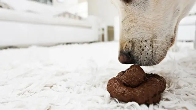Plus les gens ont d'animaux domestiques dans leur petite enfance, moins ils risquent d'être diagnostiqués comme ayant des allergies plus tard.