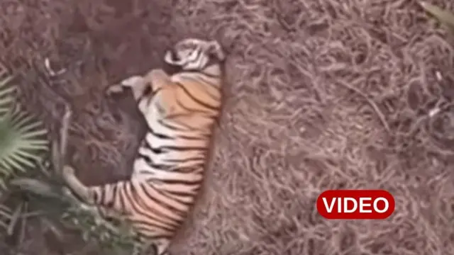 జంతువులు, పులి, ఆంధ్రప్రదేశ్, పోలవరం