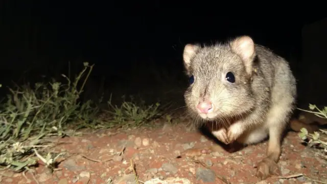 кенгуровий щур