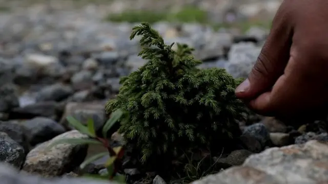 Тянь-Шань карагайы - деңиз деңгээлинен үч миң метрден бийик жерде өспөйт деген илимий тыянактар бар. Бирок, мөңгү ээрип кеткен аймактан Тянь-Шань карагайынын көчөтү өсө баштаганын көрдүк.