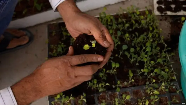 सब्जियां