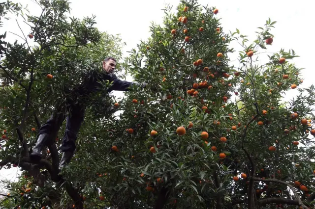 An Algerian farmer picks mandarins in Boufarik, south of Algiers, Algeria on 25 November 2017. The city of Boufarik, also called "The City of Oranges", and its surrounding plantations are well known for the growing of orange and tangarines.