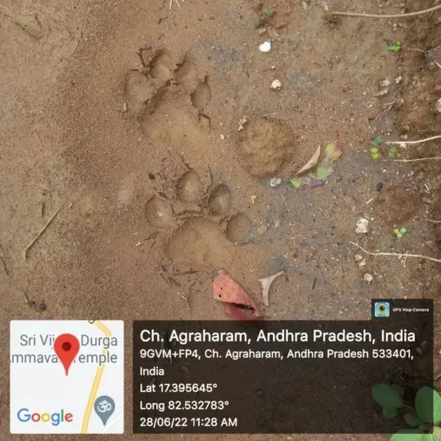 పులి పాదముద్ర