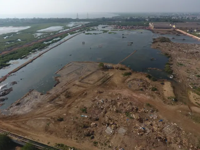 మడ అడవులు