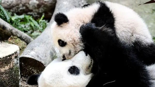 Cachorros de Panda