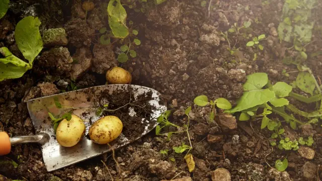 ਮਿੱਟੀ ਵਿੱਚ ਪੁੱਟ ਕੇ ਰੱਖੇ ਹੋਏ ਆਲੂ