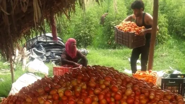 ભારે વરસાદને કારણે તમિલનાડુ, કર્ણાટક અને આંધ્ર પ્રદેશમાં ટામેટાનો પાક ખરાબ થઈ ગયો છે. તેને લીધે સપ્લાય ખોરવાઈ ગઈ છે.