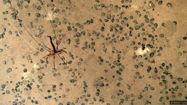 Veća stvorenja su retka u ovom okruženju.