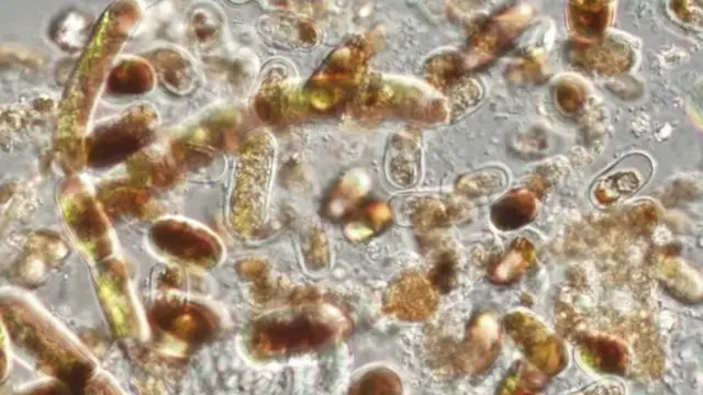 ทีมนักวิทยาศาสตร์กำลังศึกษาการแพร่กระจายของสาหร่ายชนิดต่าง ๆ บนแผ่นน้ำแข็งของกรีนแลนด์