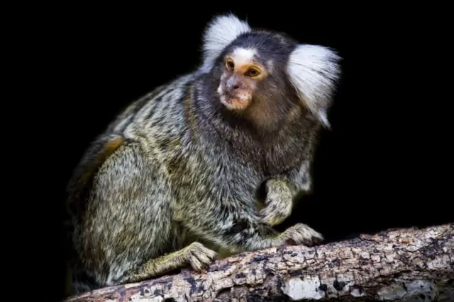 monyet, empati, binatang, pemakaman, kematian