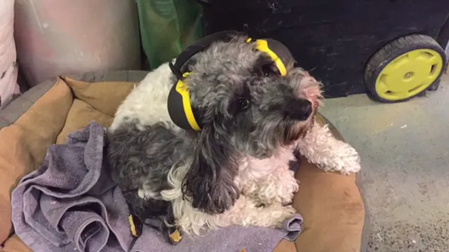 ترتدي الكلبة إيلي سماعة لحماية الأذن من الضوضاء