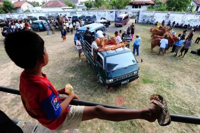 Karapan sapi