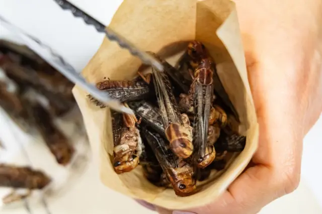 Insectos en una bolsa marrón